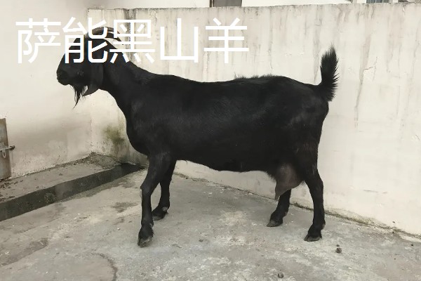 羊有什么品种，阿勒泰羊、波尔山羊等品种很常见