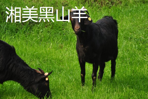 羊有什么品种，阿勒泰羊、波尔山羊等品种很常见