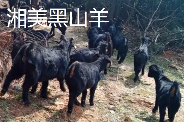 羊有什么品种，阿勒泰羊、波尔山羊等品种很常见