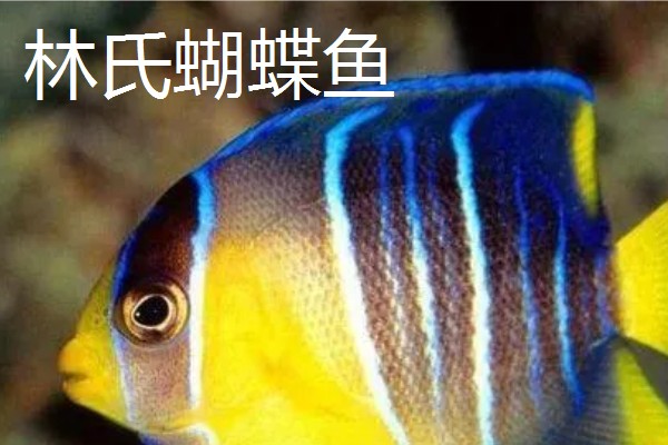 澳洲彩虹蝴蝶鱼好不好养,具有一定的养殖难度