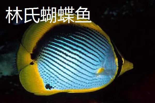 澳洲彩虹蝴蝶鱼好不好养,具有一定的养殖难度