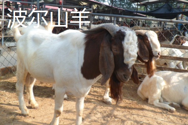 羊有什么品种，阿勒泰羊、波尔山羊等品种很常见