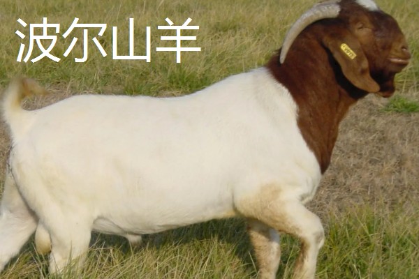 羊有什么品种，阿勒泰羊、波尔山羊等品种很常见