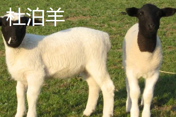 羊有什么品种，阿勒泰羊、波尔山羊等品种很常见