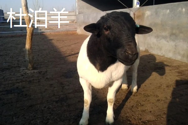 羊有什么品种，阿勒泰羊、波尔山羊等品种很常见