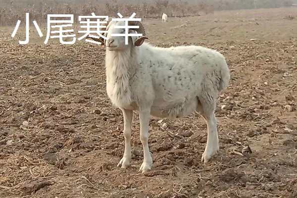 羊有什么品种，阿勒泰羊、波尔山羊等品种很常见
