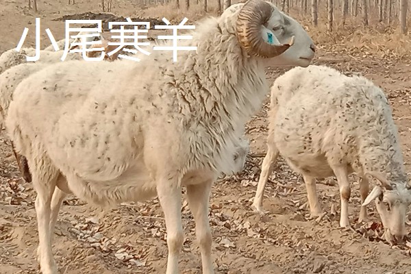 羊有什么品种，阿勒泰羊、波尔山羊等品种很常见