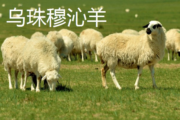 羊有什么品种，阿勒泰羊、波尔山羊等品种很常见