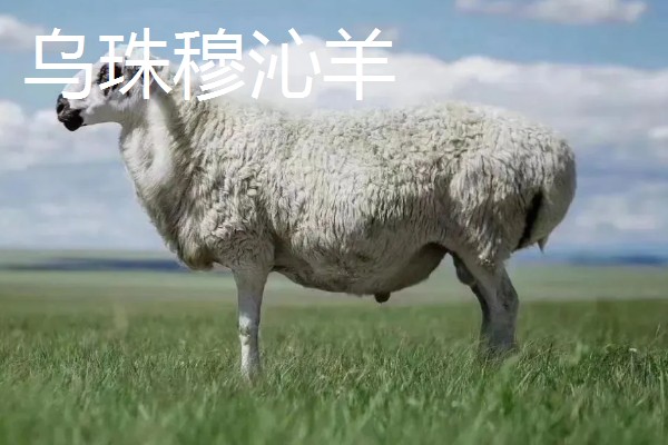 羊有什么品种，阿勒泰羊、波尔山羊等品种很常见