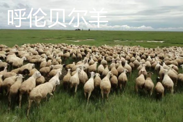 羊有什么品种，阿勒泰羊、波尔山羊等品种很常见