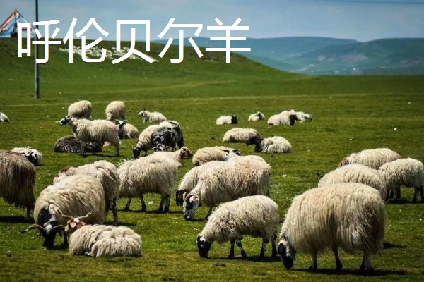羊有什么品种，阿勒泰羊、波尔山羊等品种很常见