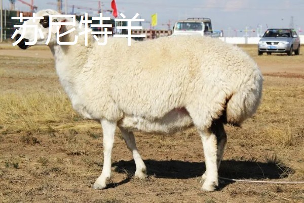 羊有什么品种，阿勒泰羊、波尔山羊等品种很常见
