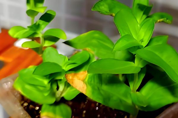 百日草矮化的方式，8-10片叶时将枝条顶部剪掉