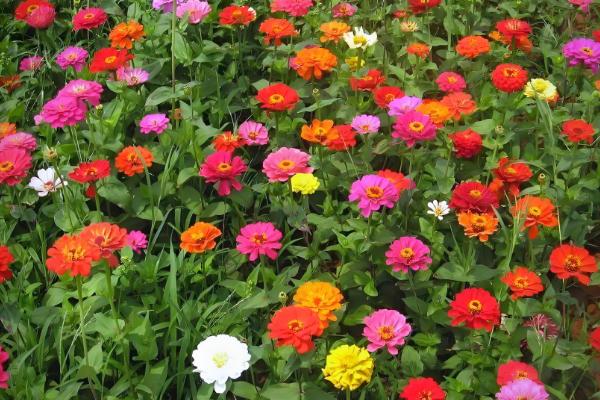 百日草矮化的方式，8-10片叶时将枝条顶部剪掉