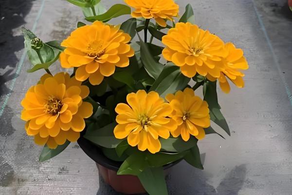 百日草矮化的方式，8-10片叶时将枝条顶部剪掉