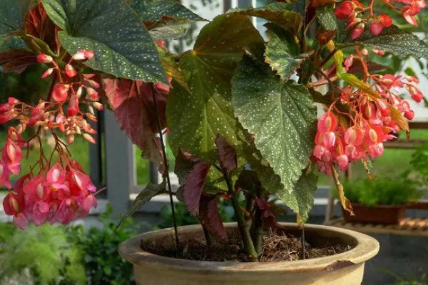 秋海棠花的室内养殖方法，需要时刻保持土壤湿润