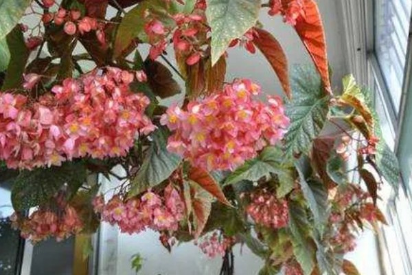 秋海棠花的室内养殖方法，需要时刻保持土壤湿润