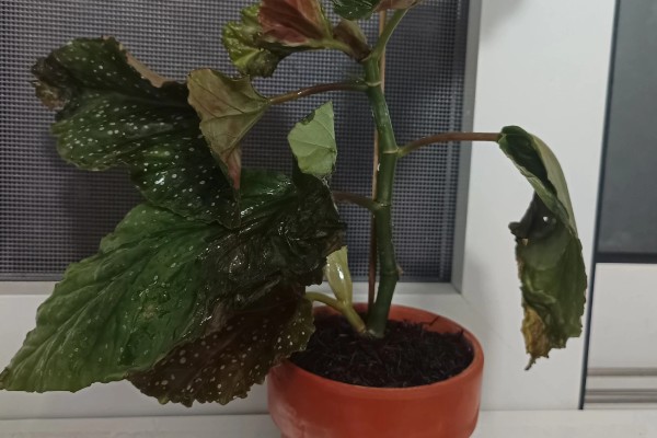 秋海棠花的室内养殖方法，需要时刻保持土壤湿润