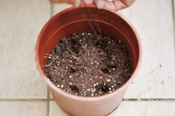 秋海棠花的室内养殖方法，需要时刻保持土壤湿润