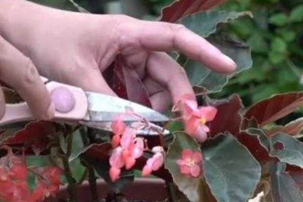 秋海棠花的室内养殖方法，需要时刻保持土壤湿润