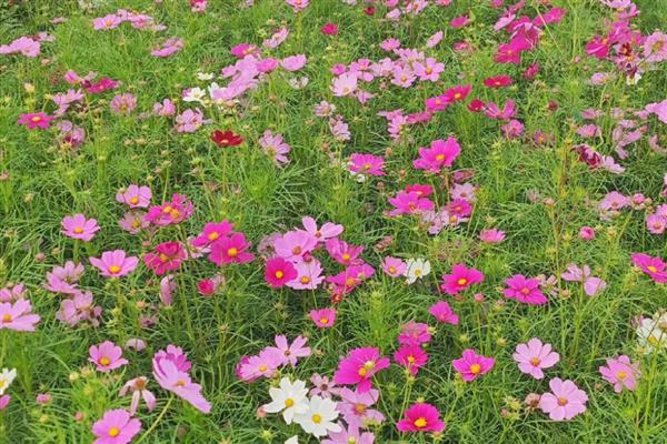 波斯菊能在室内养吗,不适合在室内养殖