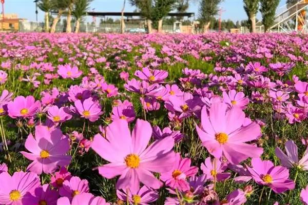 波斯菊能在室内养吗,不适合在室内养殖