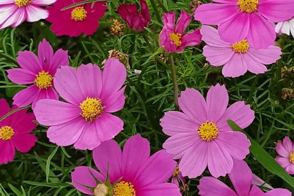 波斯菊能在室内养吗,不适合在室内养殖