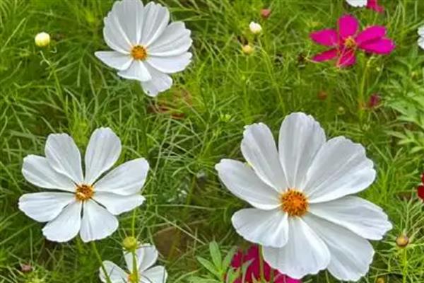 波斯菊能在室内养吗,不适合在室内养殖