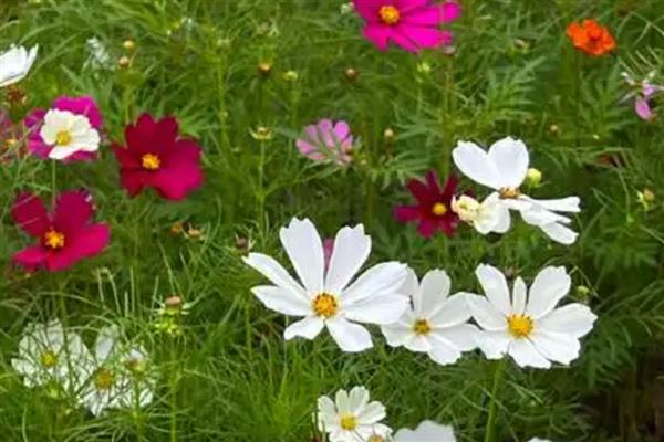 波斯菊能在室内养吗,不适合在室内养殖