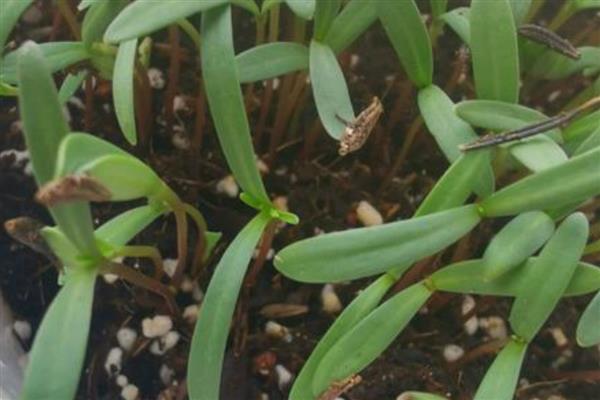 波斯菊能在室内养吗,不适合在室内养殖