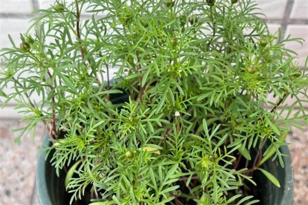 波斯菊能在室内养吗,不适合在室内养殖