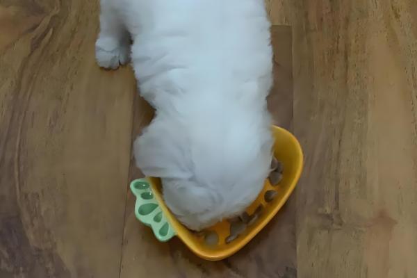 比熊口臭如何解决,要定期刷牙或者漱口