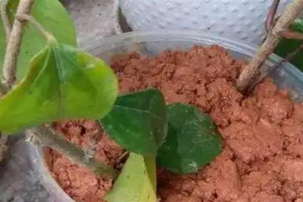 桑叶牡丹的扦插方法，扦插深度保持在3-4厘米
