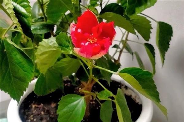 桑叶牡丹的扦插方法，扦插深度保持在3-4厘米