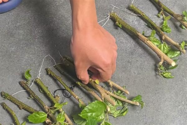 桑叶牡丹的扦插方法，扦插深度保持在3-4厘米