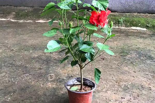 桑叶牡丹的扦插方法，扦插深度保持在3-4厘米