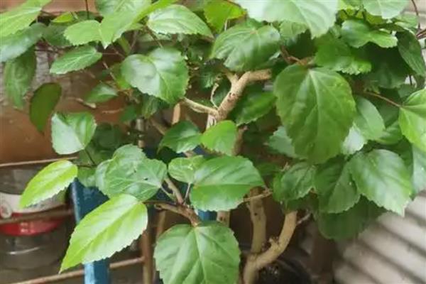 桑叶牡丹的扦插方法，扦插深度保持在3-4厘米
