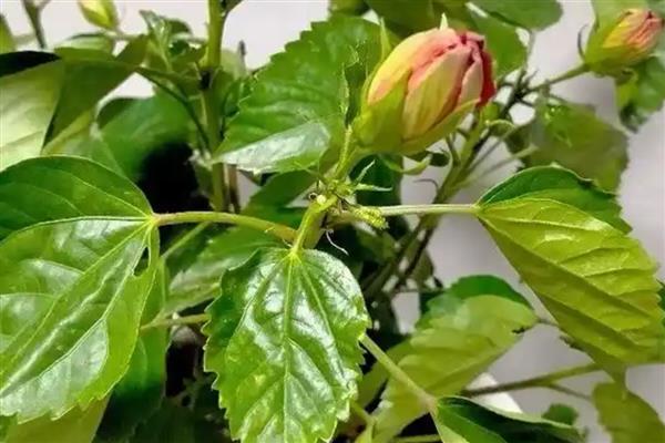 桑叶牡丹的扦插方法，扦插深度保持在3-4厘米