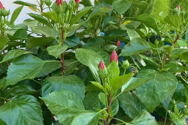 桑叶牡丹的扦插方法，扦插深度保持在3-4厘米