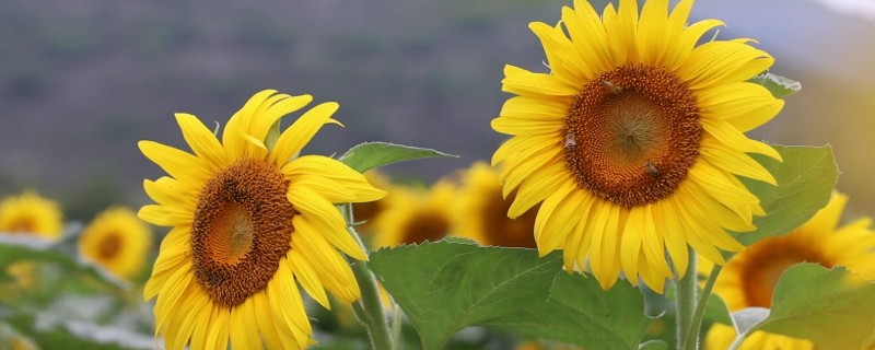 向日葵的种植方法，长出3-4对真叶时要喷施磷酸二氢钾