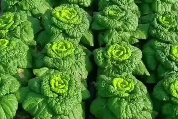 乌塌菜最低温度能不能冻死,可以在零下8-10℃生长