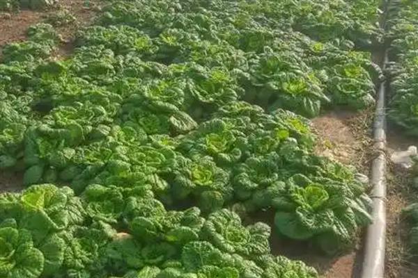 乌塌菜最低温度能不能冻死,可以在零下8-10℃生长