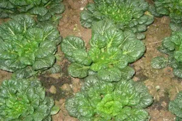 乌塌菜最低温度能不能冻死,可以在零下8-10℃生长