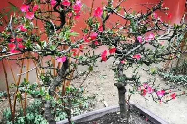 皱皮木瓜海棠花的养殖方法,每隔4-5天浇一次水