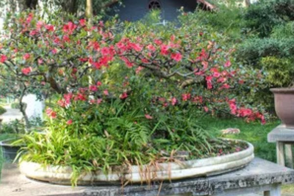 皱皮木瓜海棠花的养殖方法,每隔4-5天浇一次水