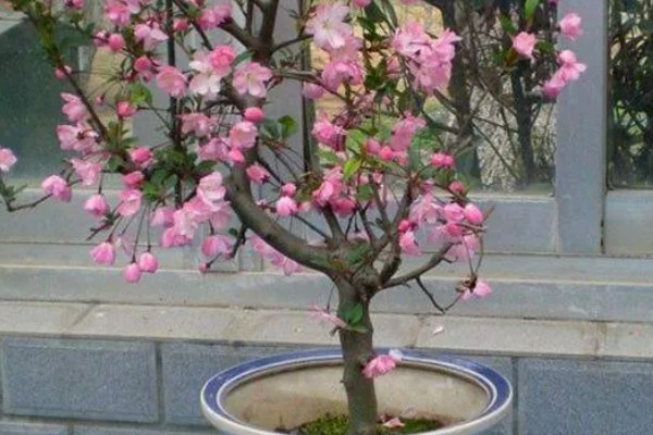 皱皮木瓜海棠花的养殖方法,每隔4-5天浇一次水