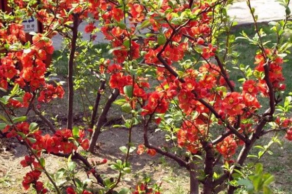 皱皮木瓜海棠花的养殖方法,每隔4-5天浇一次水