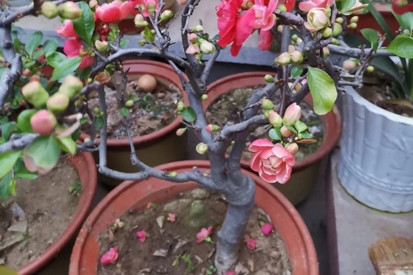 皱皮木瓜海棠花的养殖方法,每隔4-5天浇一次水