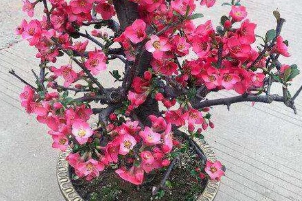 皱皮木瓜海棠花的养殖方法,每隔4-5天浇一次水