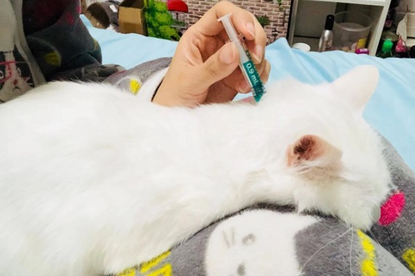 猫体内驱虫用什么药,推荐普拿杜